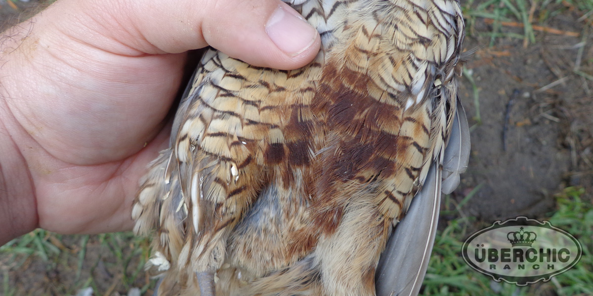 Chestnut-bellied Scaled Quail pair